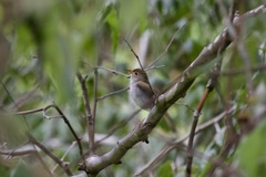 Catharus aurantiirostris
