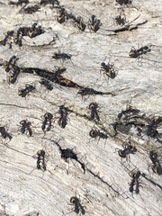 Dolichoderus doriae