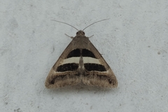Grammodes geometrica
