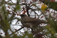 Turdus atrogularis