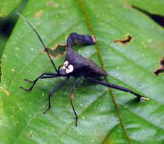 Acanthocephala latipes