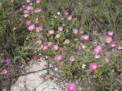 Xanthisma gymnocephalum