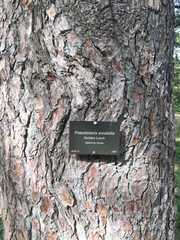 Pseudolarix amabilis