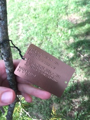 Pseudolarix amabilis