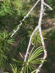 Pseudolarix amabilis