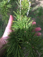 Pseudolarix amabilis