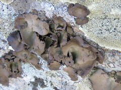 Umbilicaria muhlenbergii