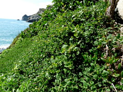 Chenopodium triandrum