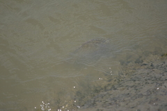 Oreochromis niloticus