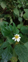 Montanoa leucantha