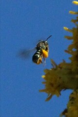 Perdita octomaculata