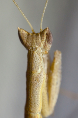 Yersiniops solitarius