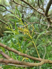 Acacia uncifolia