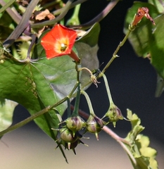 Ipomoea coccinea
