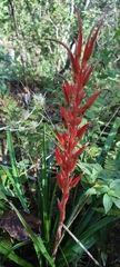Pitcairnia