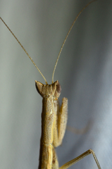 Yersiniops solitarius