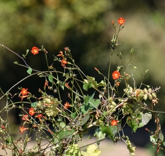 Ipomoea coccinea