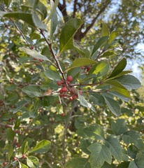 Ilex