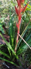 Pitcairnia