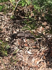 Egernia kingii