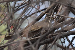 Turdus atrogularis
