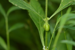 Neolasioptera lycopi
