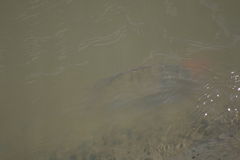 Oreochromis niloticus