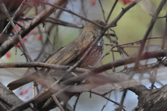 Turdus atrogularis