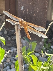 Libellula saturata