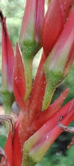 Pitcairnia
