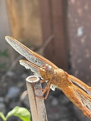Libellula saturata