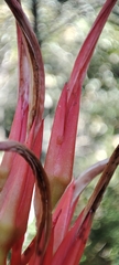 Pitcairnia