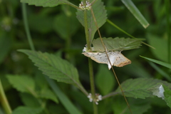 Polygrammodes flavidalis