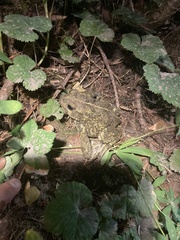 Anaxyrus boreas