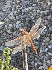 Libellula saturata