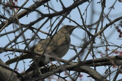 Turdus atrogularis