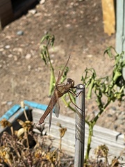 Libellula saturata