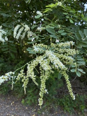 Apoplanesia paniculata