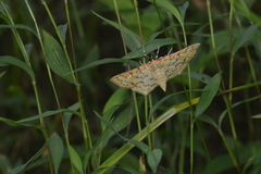 Polygrammodes flavidalis