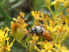 Crossidius suturalis