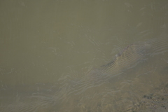 Oreochromis niloticus