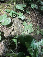 Anaxyrus boreas