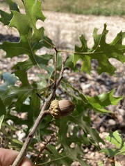 Quercus buckleyi