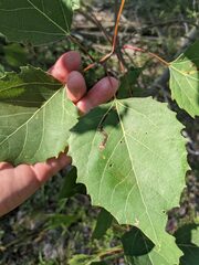 Phyllocnistis populiella