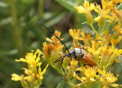 Crossidius suturalis