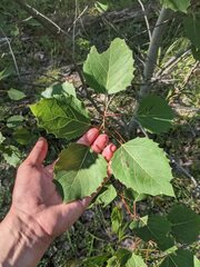 Phyllocnistis populiella