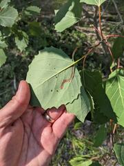 Phyllocnistis populiella