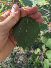 Phyllocnistis populiella