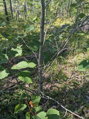 Phyllocnistis populiella