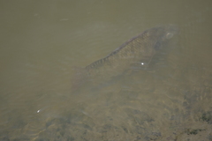 Oreochromis niloticus